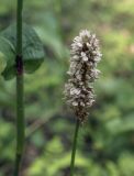 Bistorta officinalis. Отцветающее соцветие. Пермский край, Кунгурский р-н, ур. Подкаменная гора, берёзовая роща. 26.06.2021.