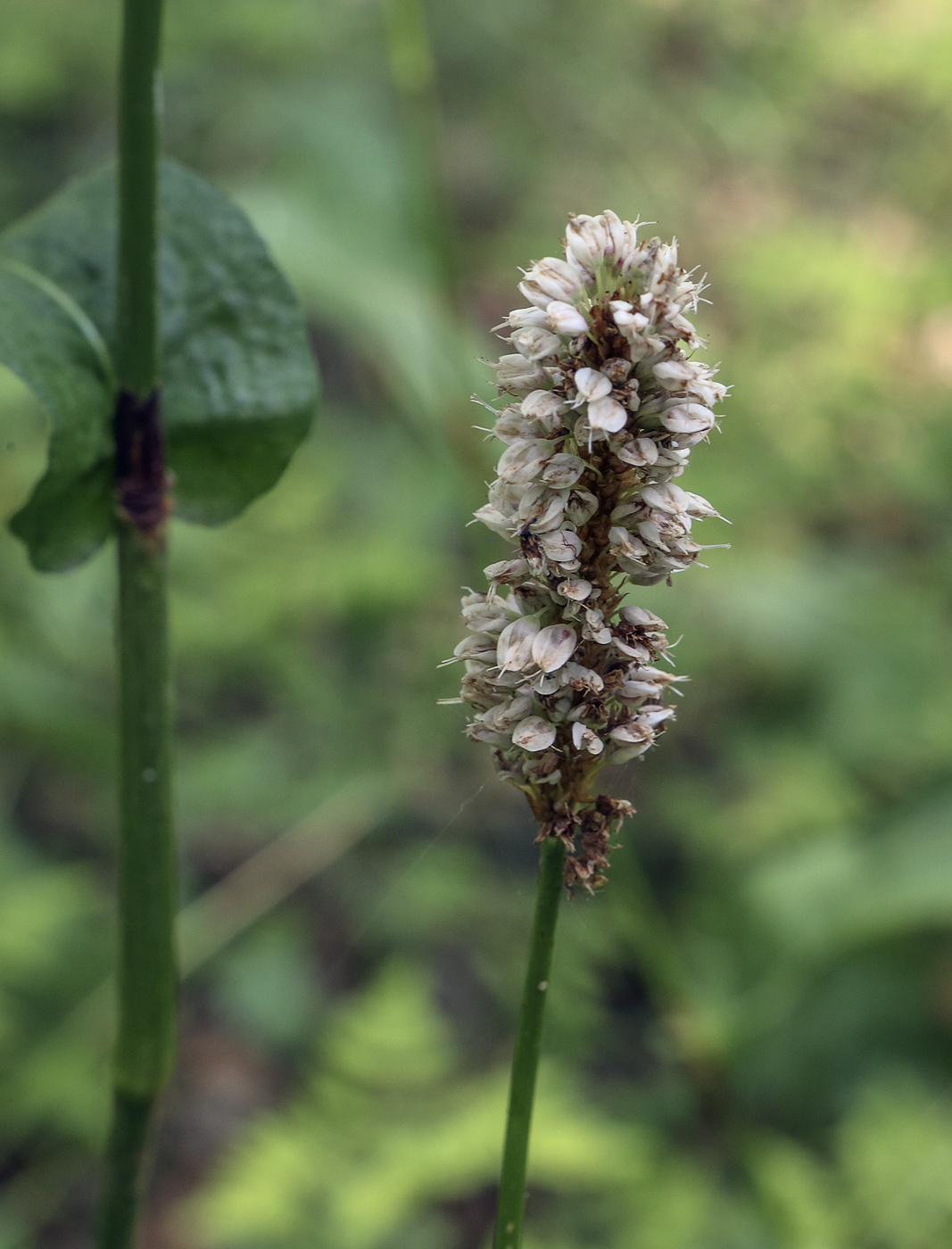 Image of Bistorta officinalis specimen.