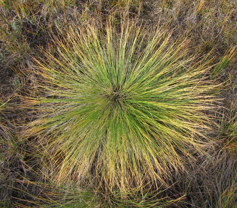 Image of Trichophorum cespitosum specimen.