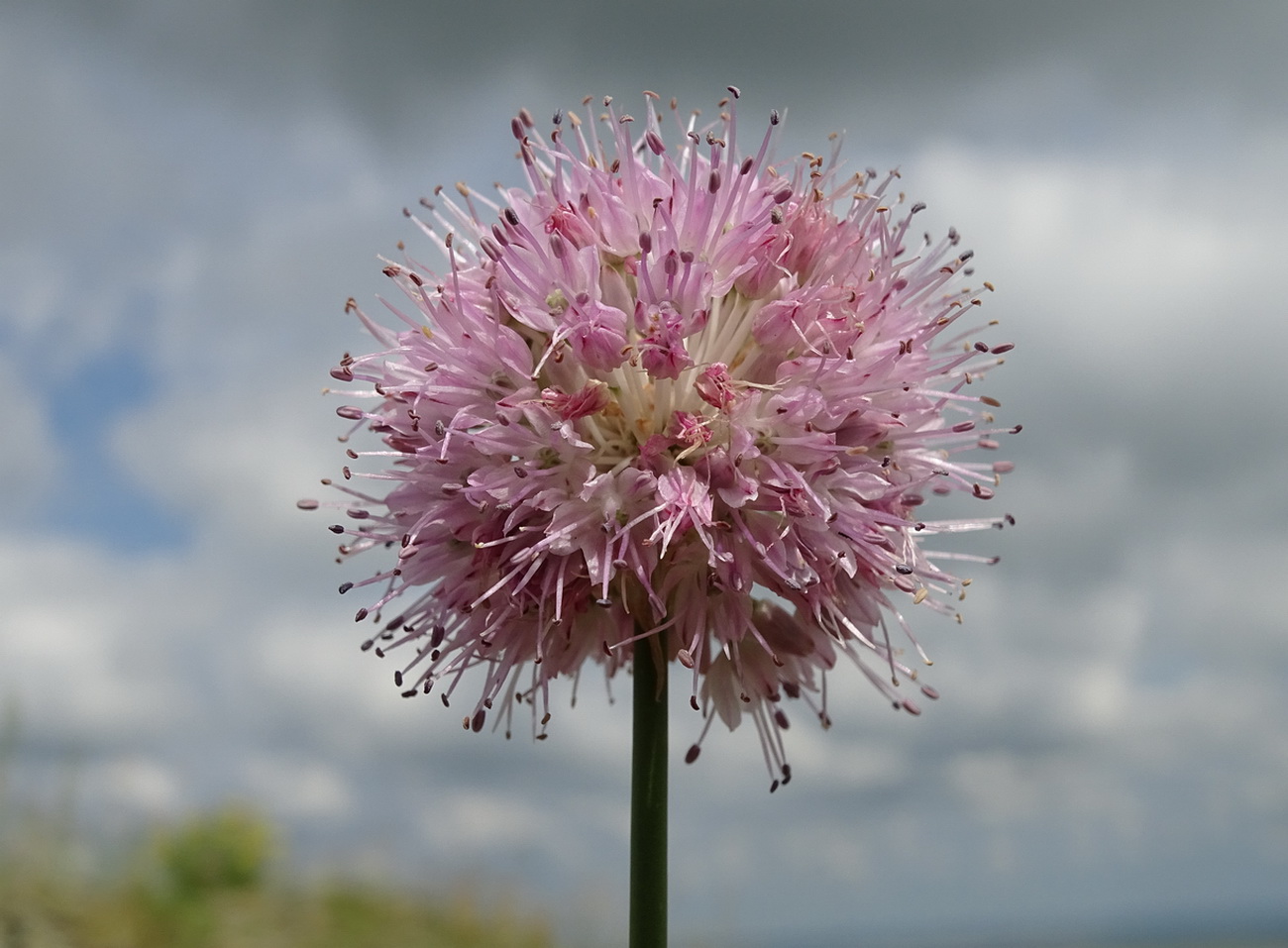 Изображение особи Allium clathratum.