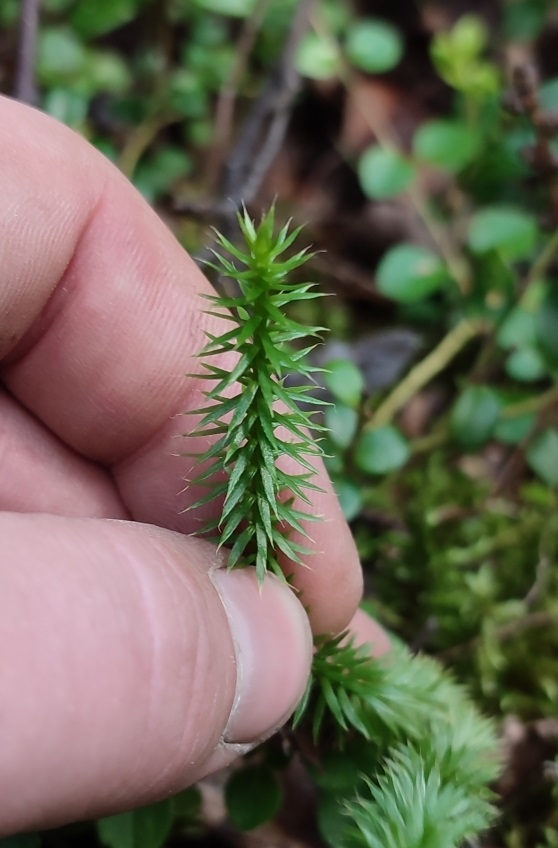 Изображение особи Lycopodium annotinum.