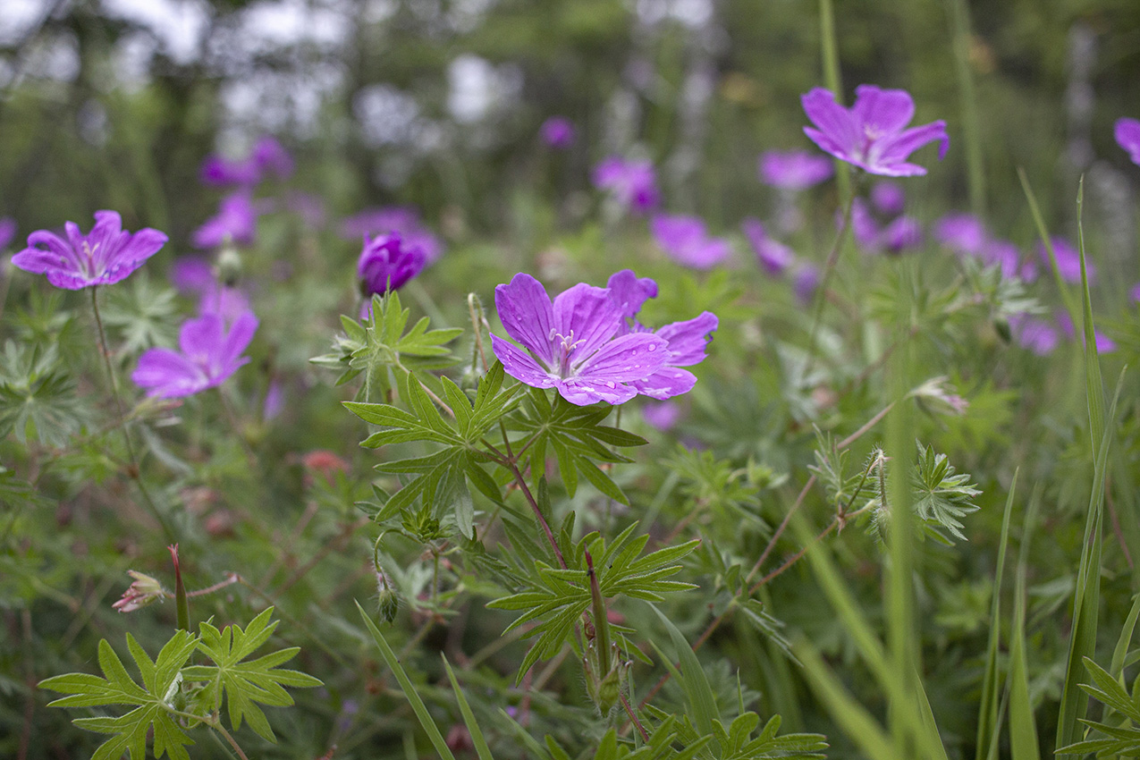 Изображение особи Geranium sanguineum.