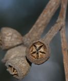 genus Eucalyptus