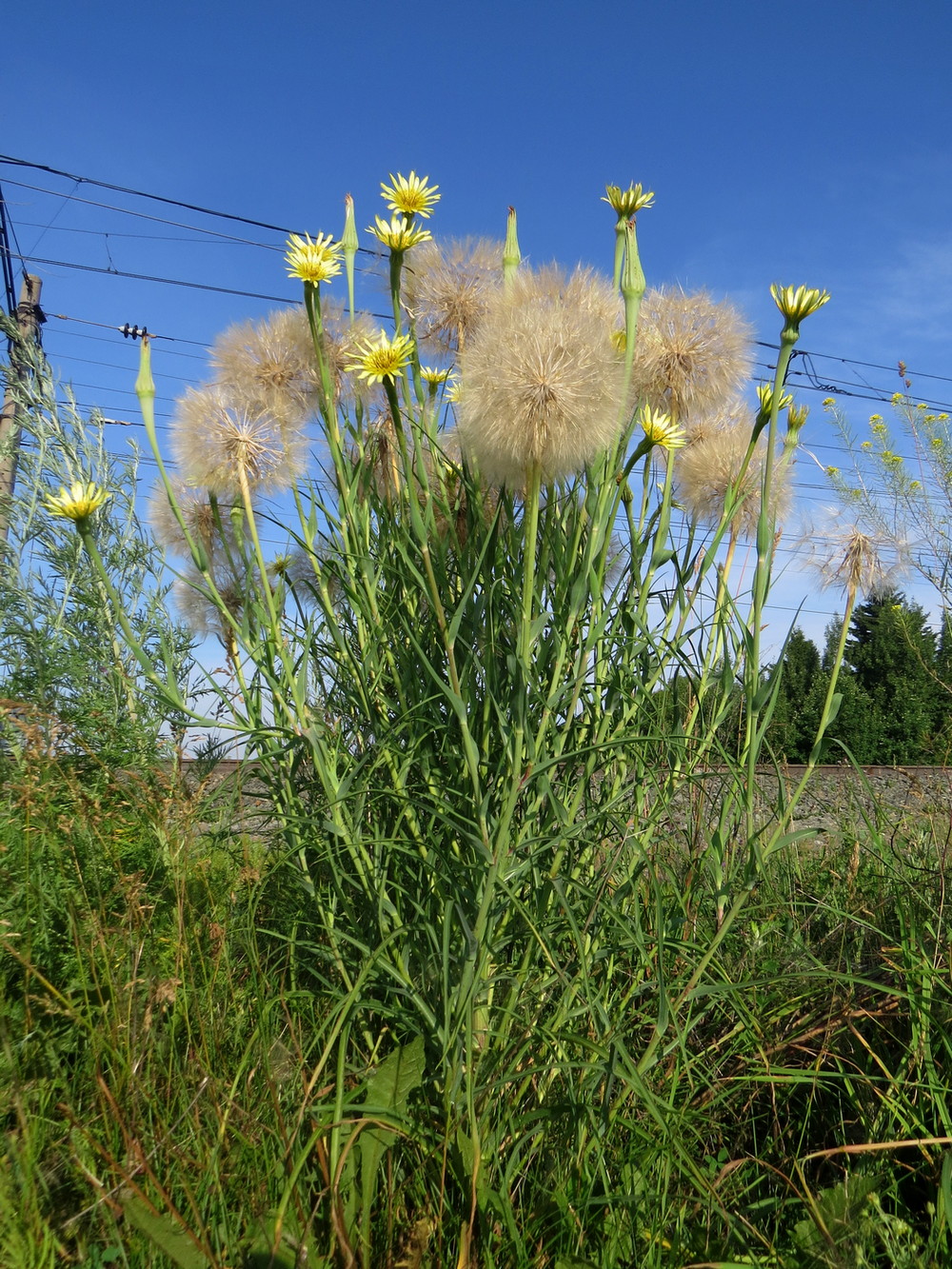 Image of Tragopogon dubius specimen.