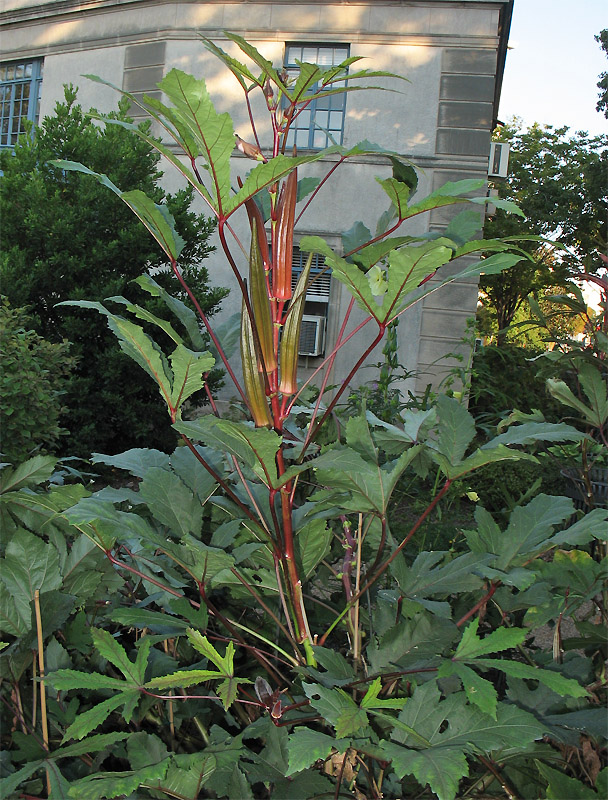 Image of Hibiscus esculentus specimen.