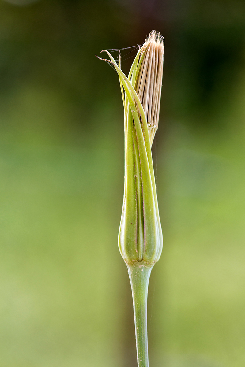 Image of Tragopogon porrifolius ssp. longirostris specimen.