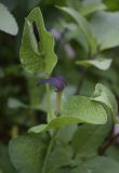 Aristolochia rotunda