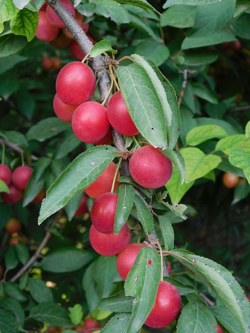 Изображение особи Prunus cerasifera.