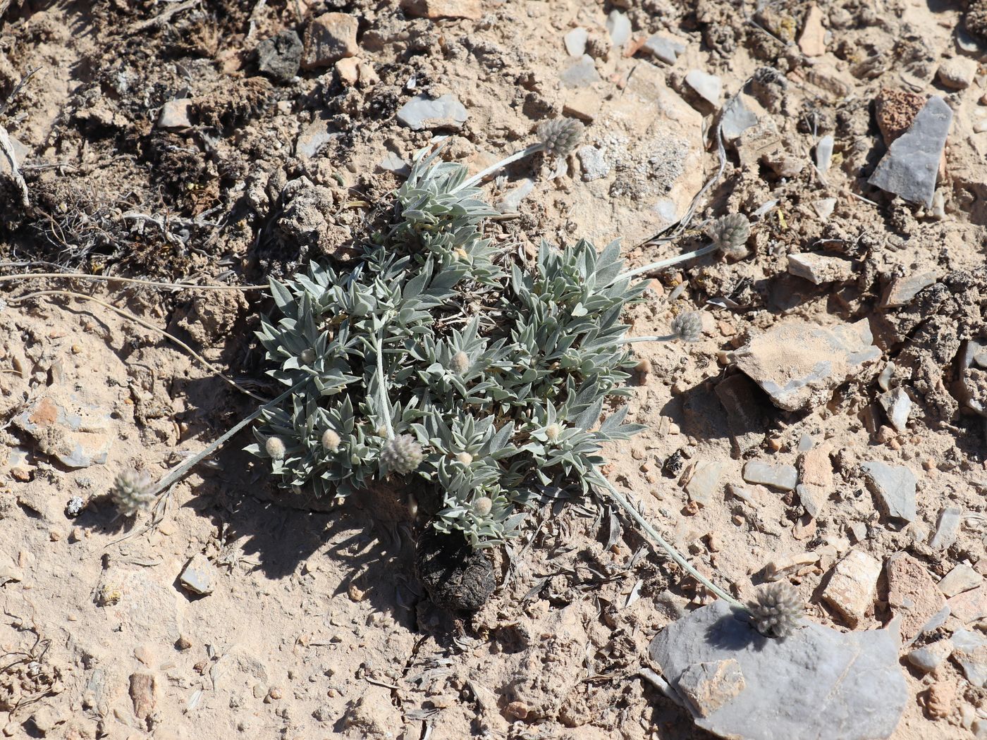Изображение особи Astragalus centralis.