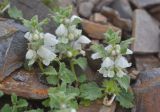 Lamium tomentosum