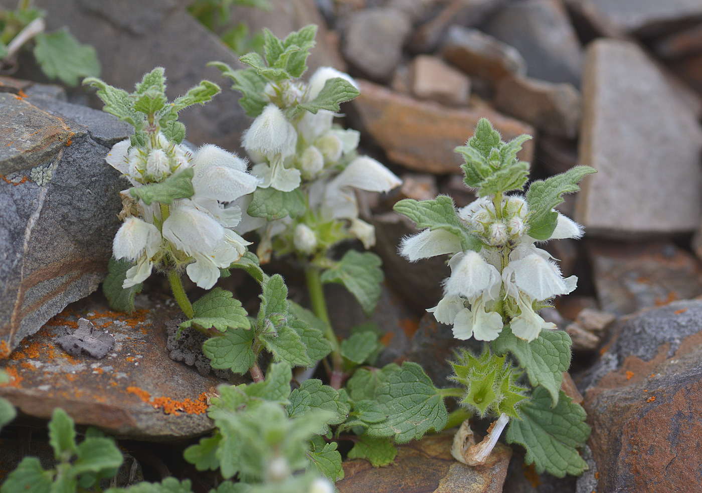 Изображение особи Lamium tomentosum.