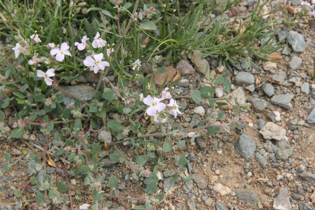 Image of Dontostemon perennis specimen.