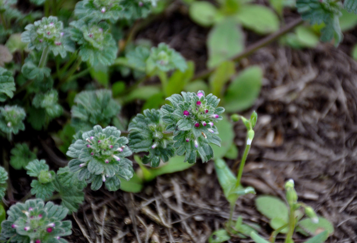 Image of Lamium amplexicaule specimen.