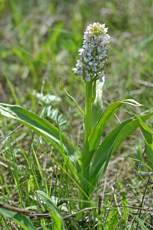 Изображение особи Dactylorhiza incarnata.