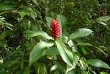 genus Costus. Цветущий побег. Малайзия, о-в Борнео, штат Сабах, берег р. Кинабатанган, джунгли. 10 октября 2011 года.