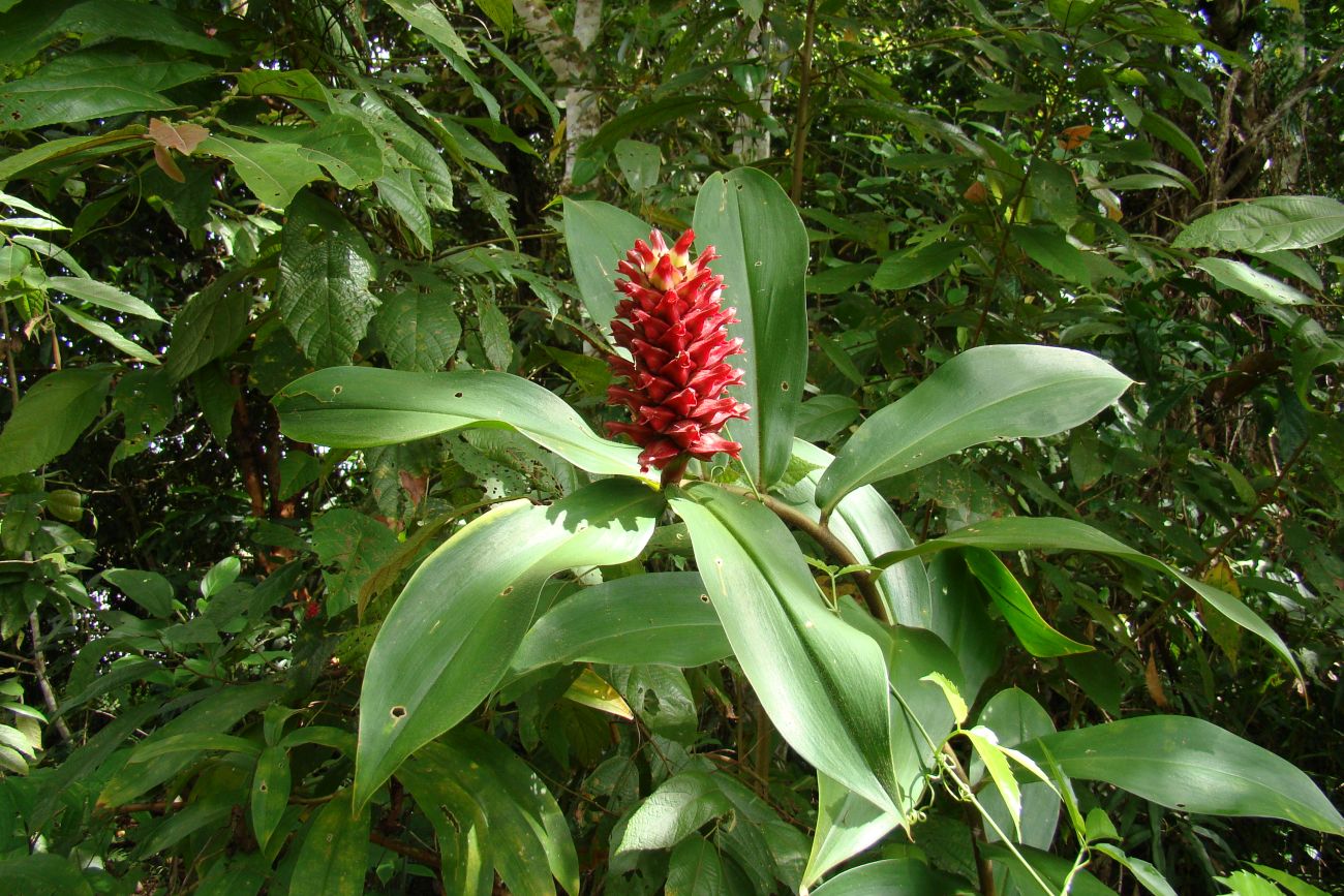 Image of genus Costus specimen.