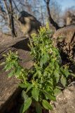 Mercurialis annua