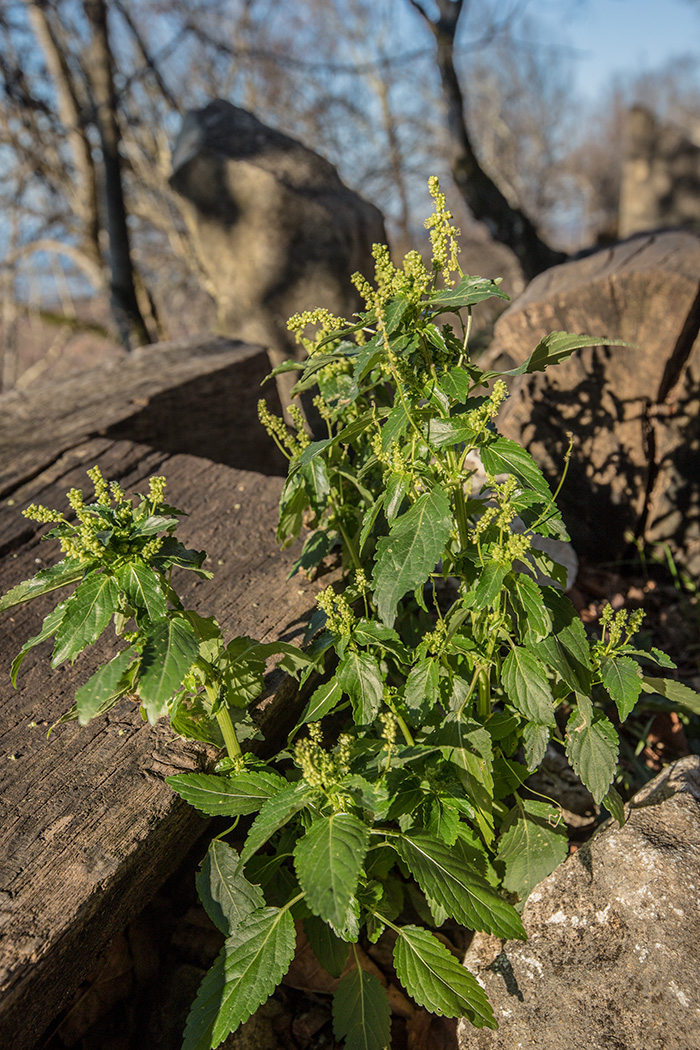 Изображение особи Mercurialis annua.