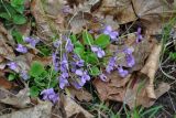 genus Viola. Цветущие растения. Самарская обл., национальный парк \"Самарская Лука\", гора Верблюд, широколиственный лес. 01.05.2021.