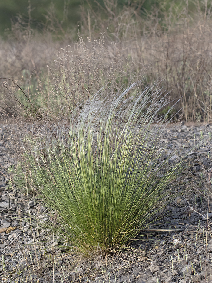 Image of Stipa pennata specimen.