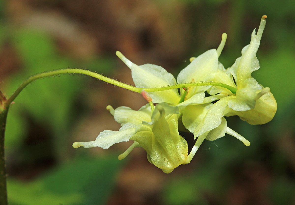 Изображение особи Epimedium koreanum.