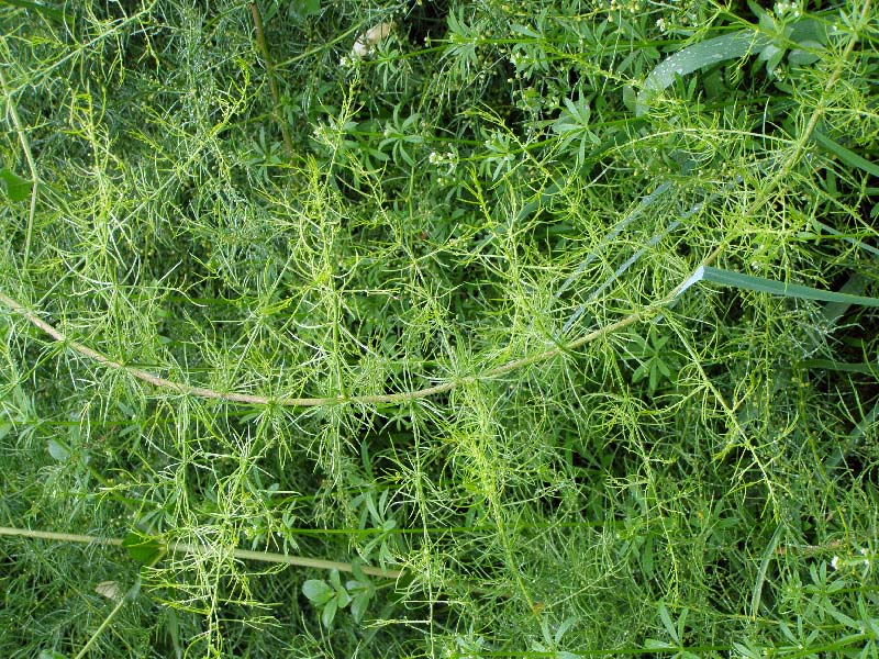 Изображение особи Asparagus verticillatus.