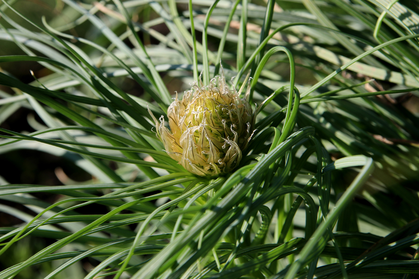 Image of Asphodeline lutea specimen.