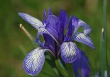 Iris biglumis