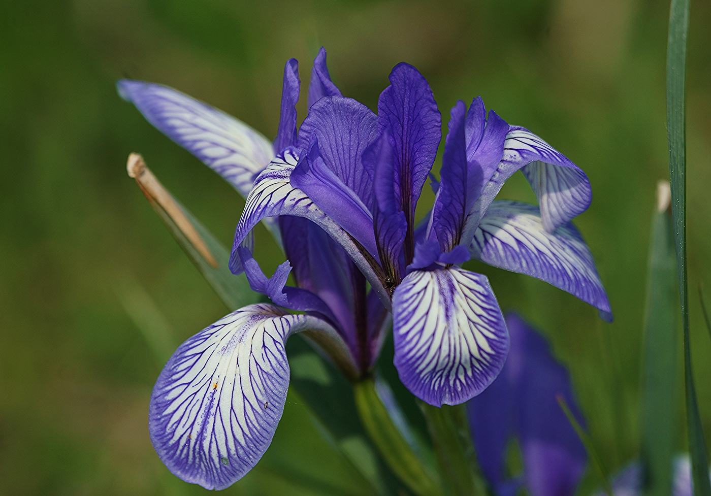 Image of Iris biglumis specimen.