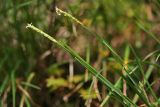 Sesleria alba. Верхушка цветущего растения. Республика Абхазия, окр. Нового Афона. 20.08.2009.