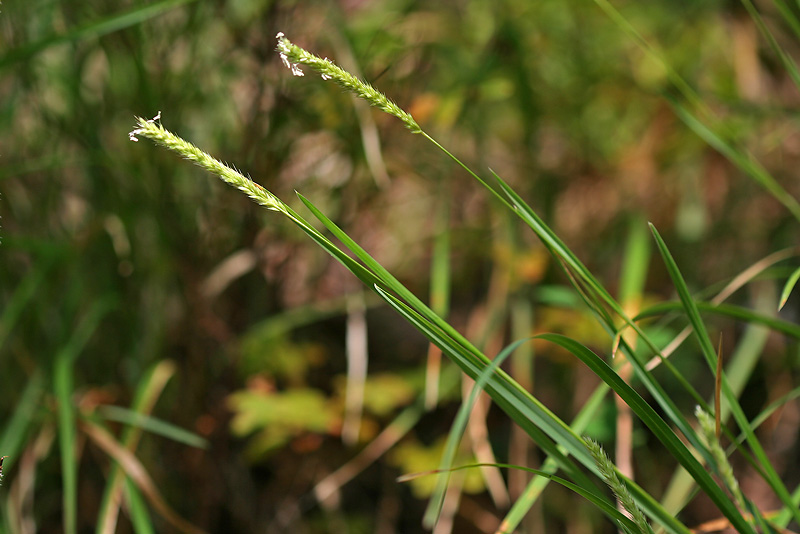 Изображение особи Sesleria alba.