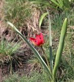 Tulipa humilis