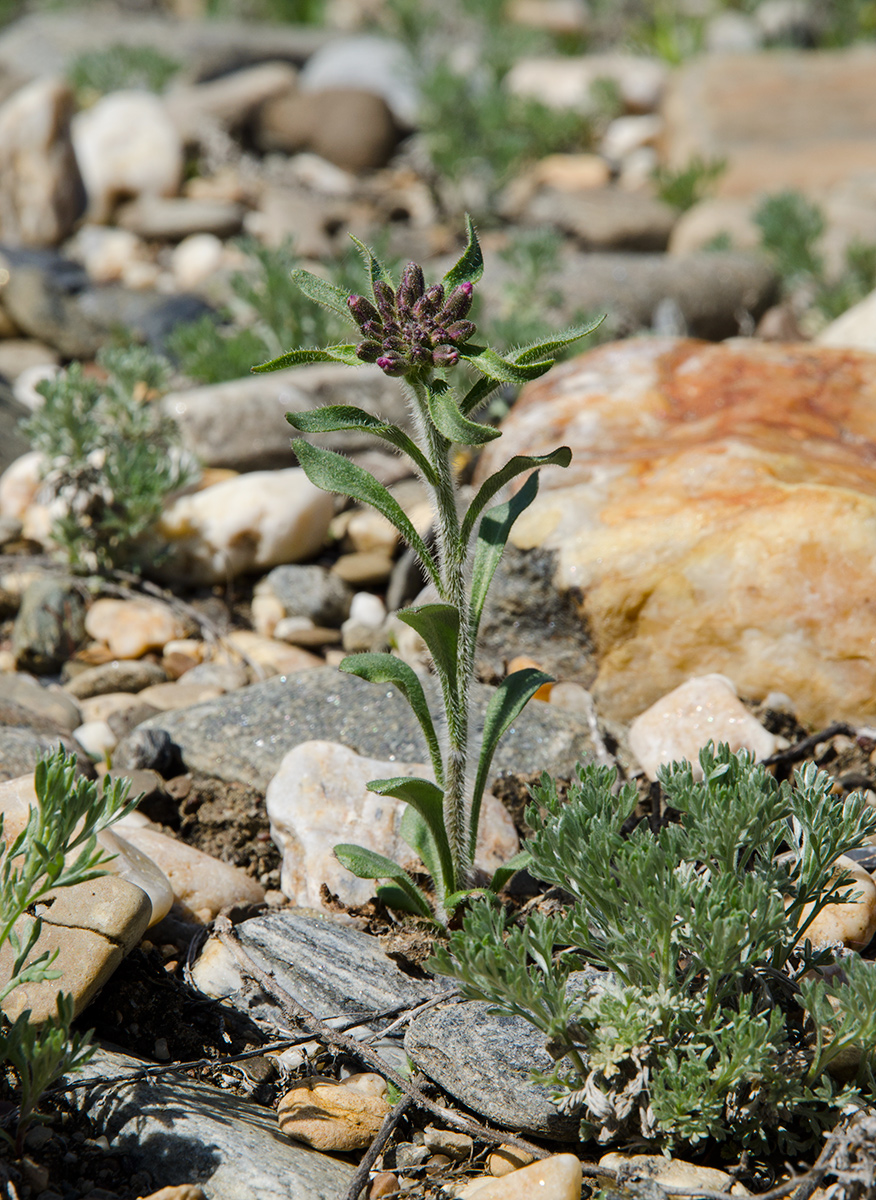 Image of Clausia aprica specimen.