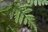 Conium maculatum. Часть листа с поражениями (нижняя сторона). Республика Адыгея, г. Майкоп, восточная окраина, рудеральный луг с зарослями кустарников и молодых деревьев. 10.07.2022.