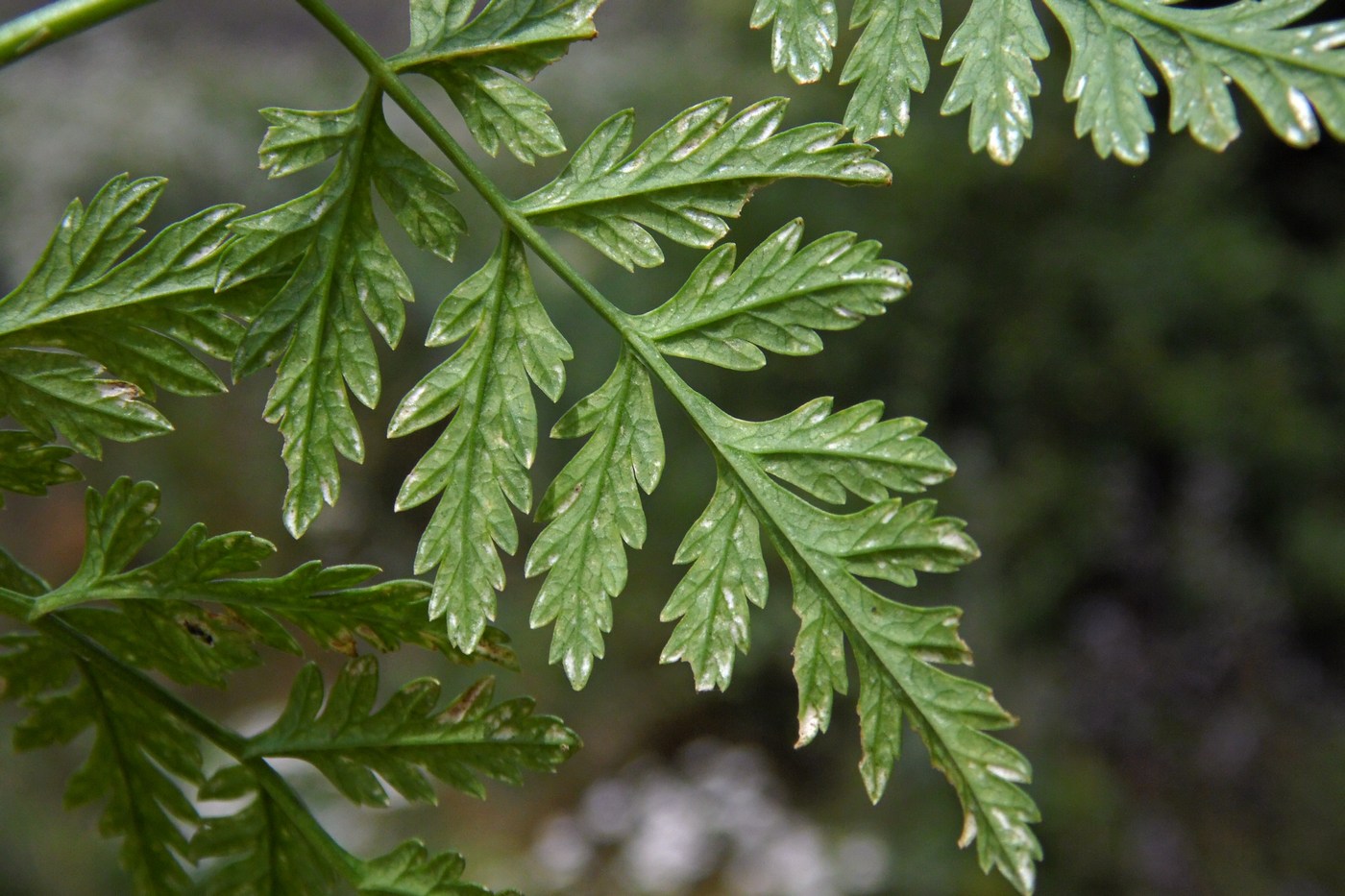 Изображение особи Conium maculatum.