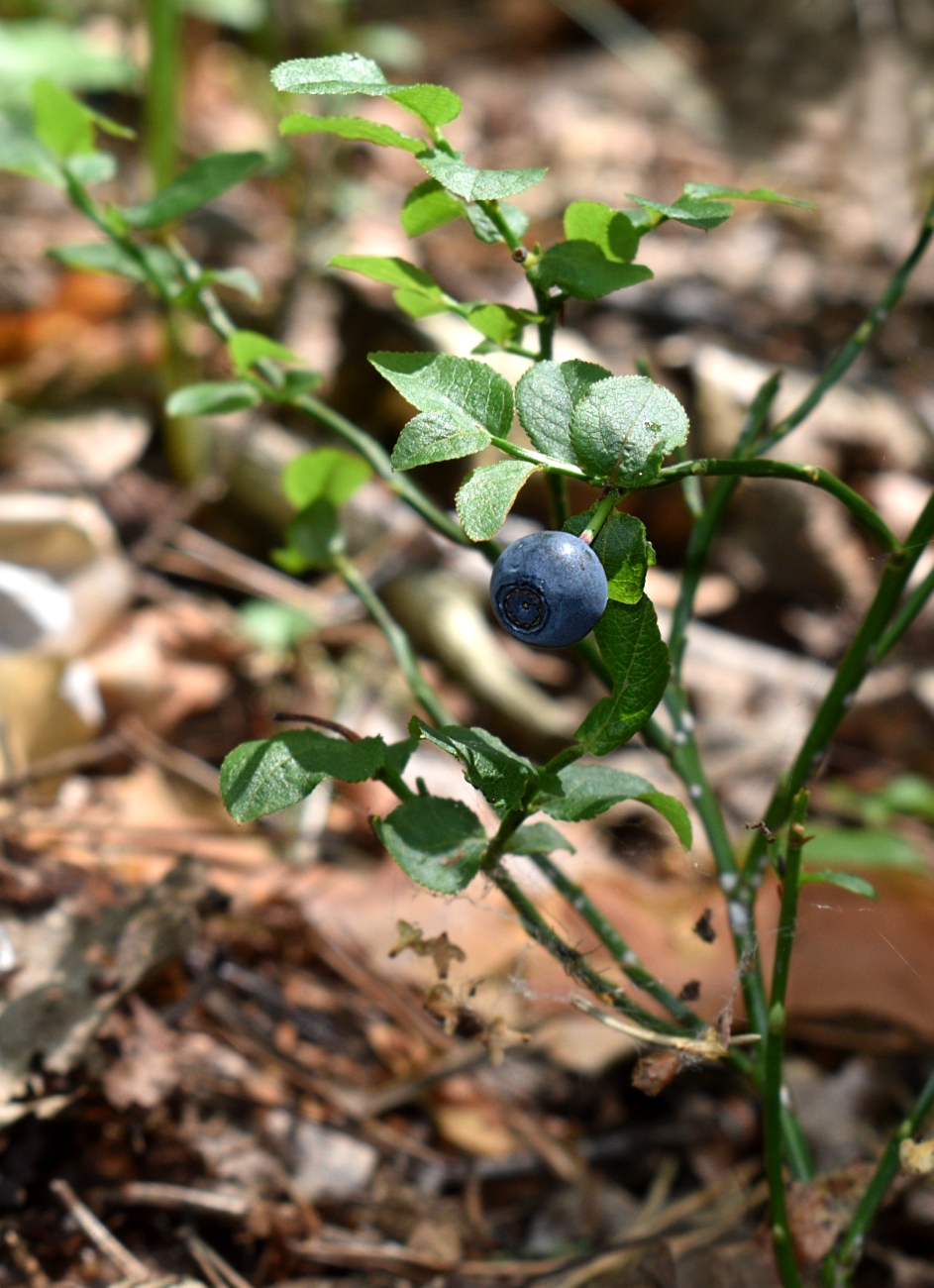 Image of Vaccinium myrtillus specimen.