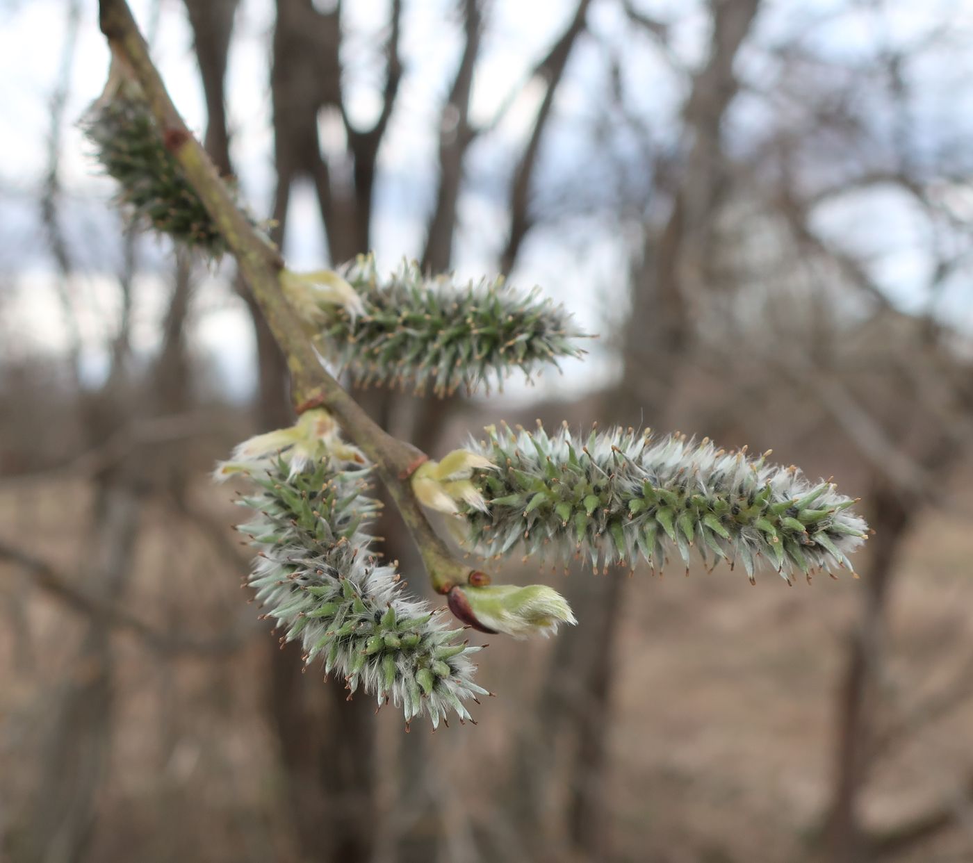 Изображение особи Salix caprea.