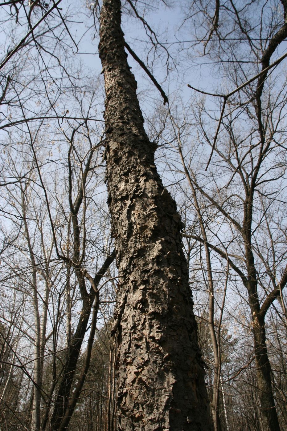 Image of Betula dauurica specimen.