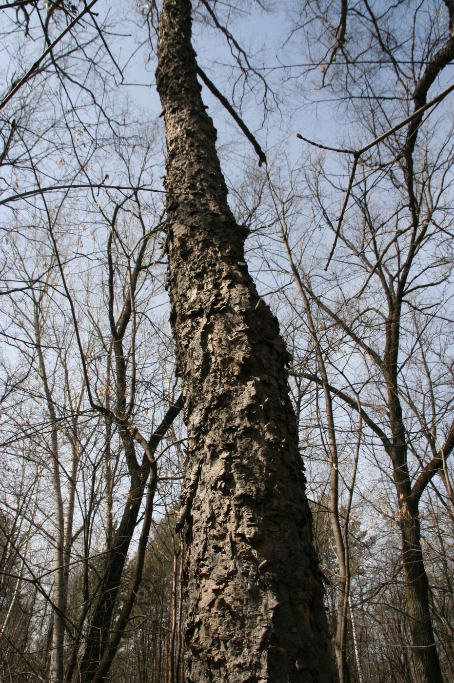 Изображение особи Betula dauurica.