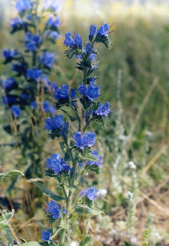 Изображение особи Echium vulgare.