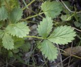 Potentilla norvegica. Лист. Ханты-Мансийский автономный округ — Югра, Октябрьский р-н, сельское поселение Курымкары, окр. пос. Горнореченск, правый берег р. Обь. 03.09.2022.