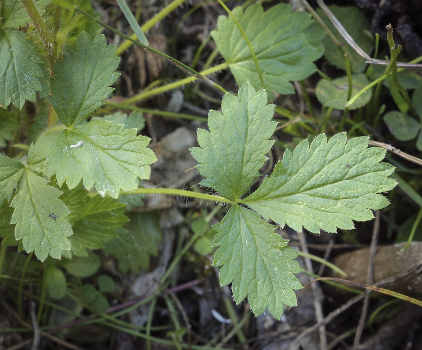 Изображение особи Potentilla norvegica.