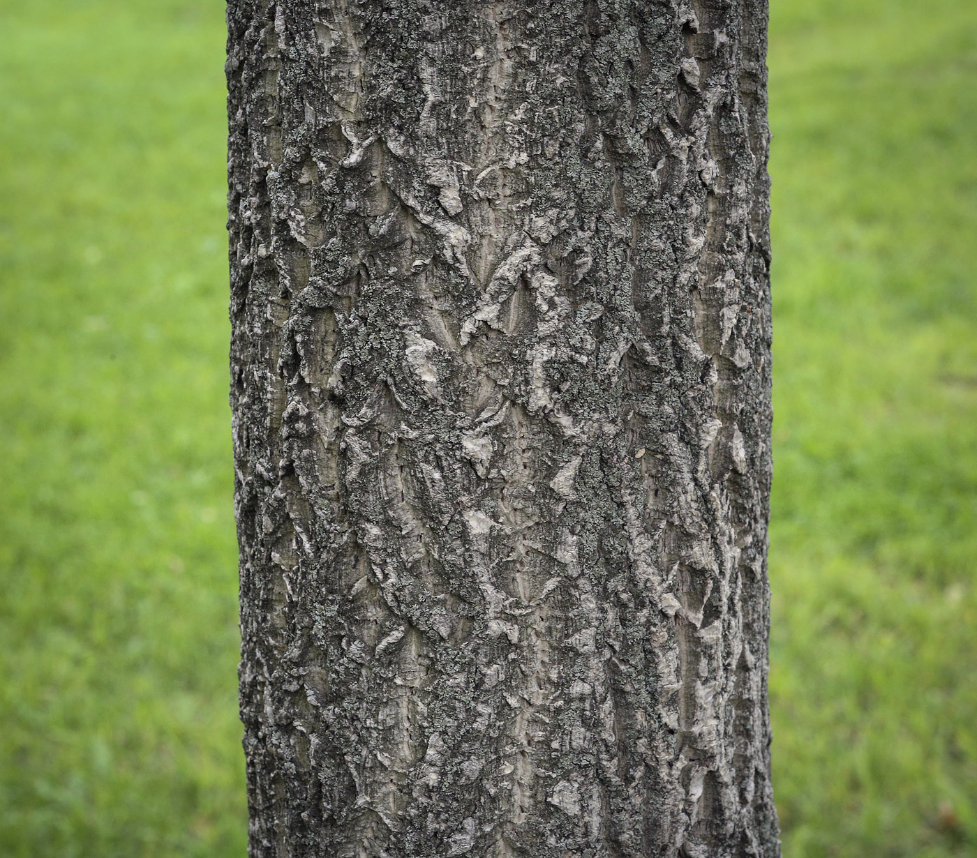 Image of Phellodendron amurense specimen.