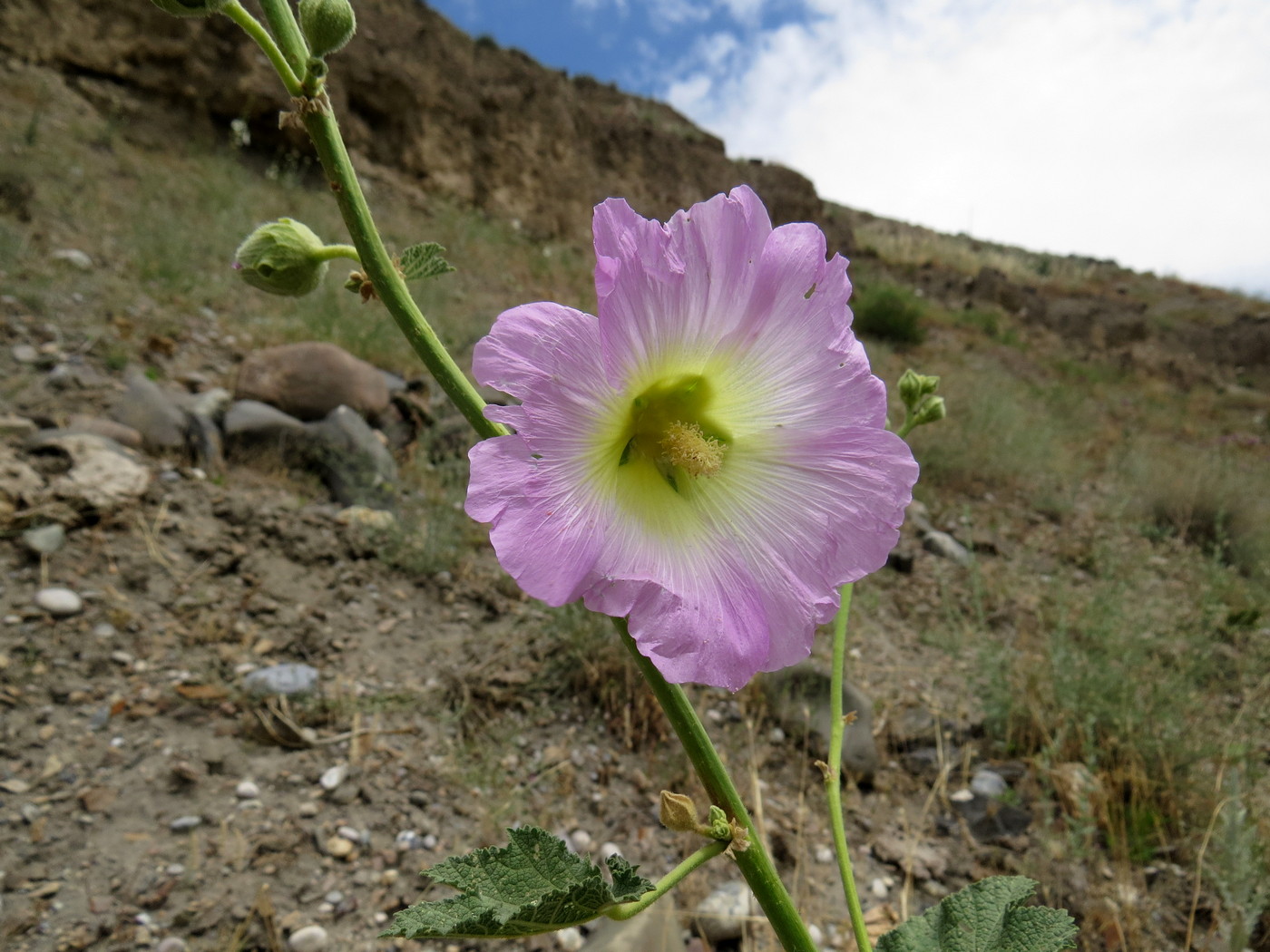 Image of Alcea litwinowii specimen.