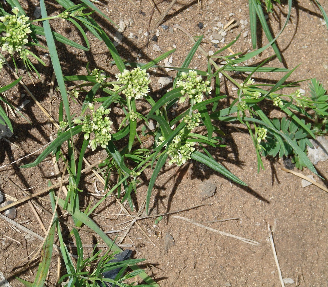 Изображение особи Vincetoxicum sibiricum.