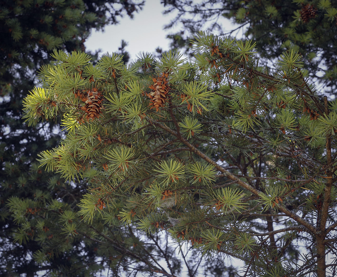 Изображение особи Pseudotsuga menziesii.