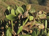 Opuntia ficus-indica. Верхняя часть растения. Испания, Канарские острова, Тенерифе, горный массив Анага, заброшенная плантация. 8 марта 2008 г.