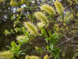 Salix myrsinifolia