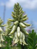 Astragalus uliginosus