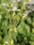 Cerastium glomeratum